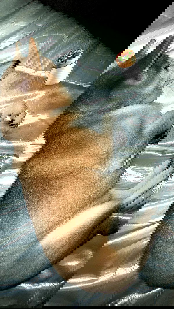 zommmbri zommmbri archive image