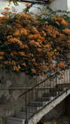 _anastasiaxxq_ Altpins Profile Picture