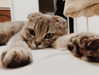 ofri.elul Altpins Profile Picture
