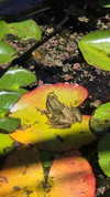 avital_1010.2003 Altpins Profile Picture