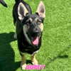 vanderpumpdogs Altpins Profile Picture