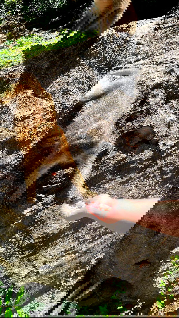 ormosheee ormosheee archive image