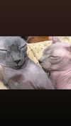 marilyn_damaged Altpins Profile Picture