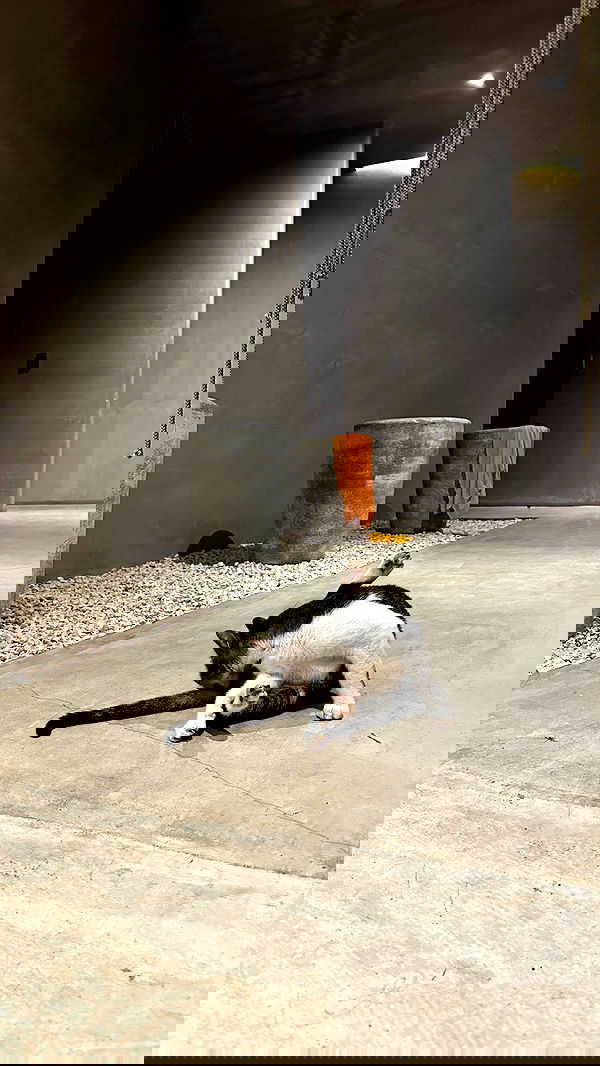 manjolamuriqi manjolamuriqi archive image