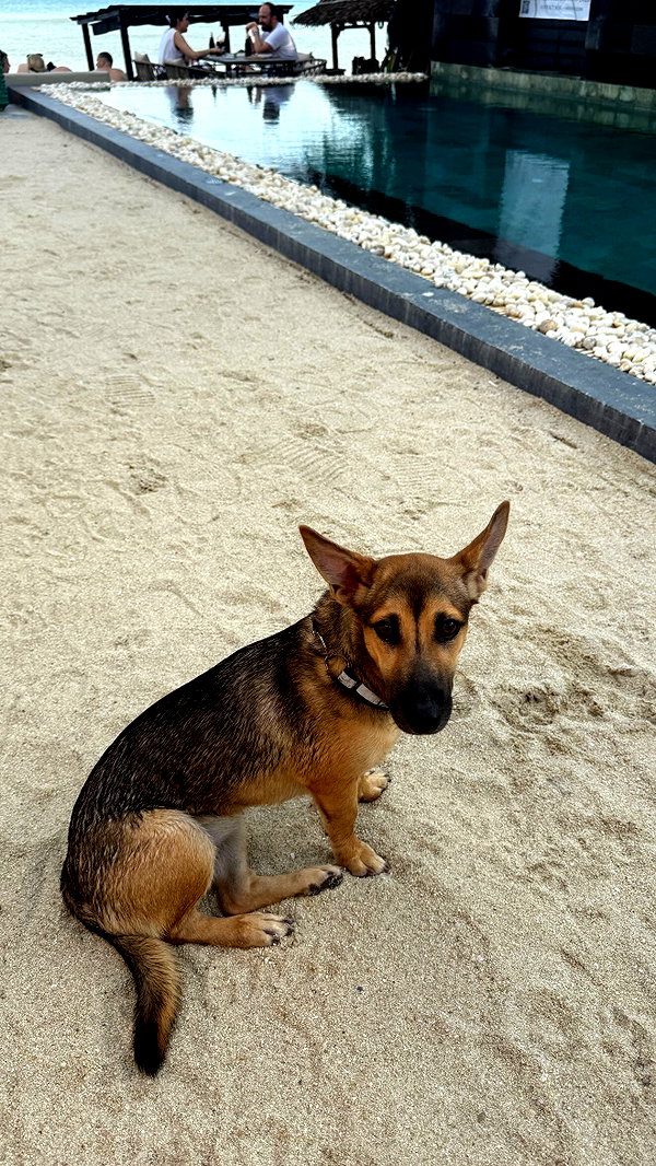 maya.keyy archive image