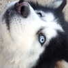 0ch4n Altpins Profile Picture