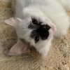 0fl3ur Altpins Profile Picture