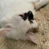 0fl3ur Altpins Profile Picture