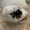 0fl3ur Altpins Profile Picture