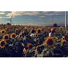 3liyen_ Altpins Profile Picture