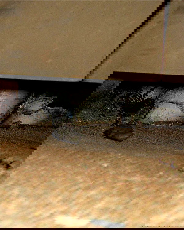 6nattynat9 6nattynat9 archive image