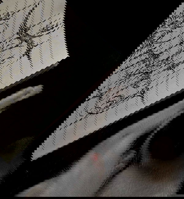 6nattynat9 6nattynat9 archive image