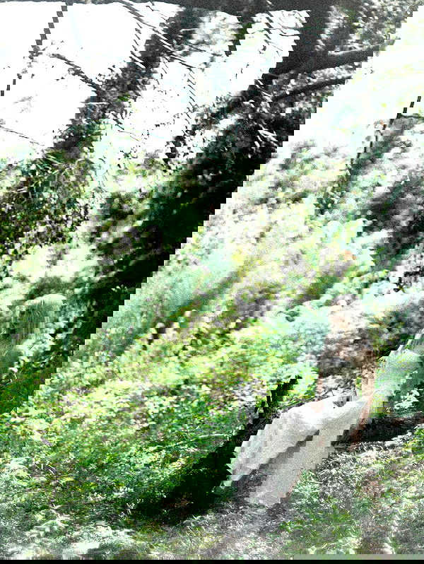 6nattynat9 6nattynat9 archive image