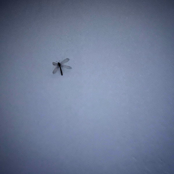 8.08.315 instagram image archive image