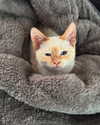 _.yozzzi._ Altpins Profile Picture