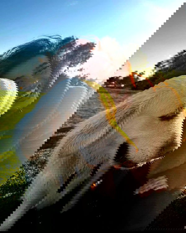 ___shachar image ~ Altpins