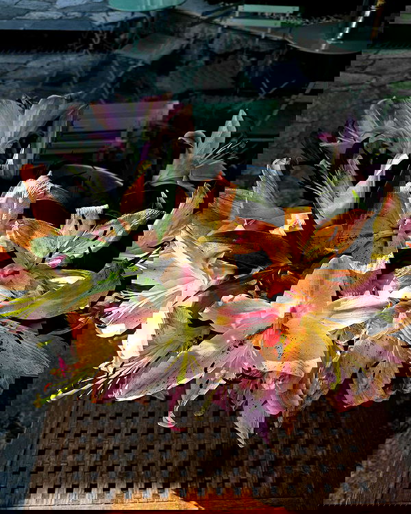 ___shachar image ~ Altpins