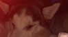 _animechika_ Altpins Profile Picture