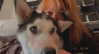 _animechika_ Altpins Profile Picture