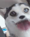_animechika_ Altpins Profile Picture