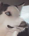 _animechika_ Altpins Profile Picture