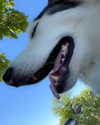_animechika_ Altpins Profile Picture