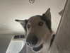 _animechika_ Altpins Profile Picture