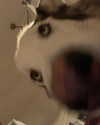 _animechika_ Altpins Profile Picture