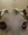 _animechika_ Altpins Profile Picture