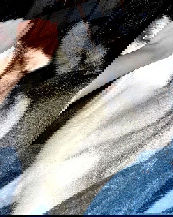 _animechika_ _animechika_ archive image