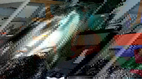 _animechika_ _animechika_ archive image