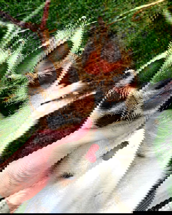 _animechika_ _animechika_ archive image