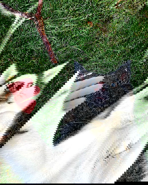 _animechika_ _animechika_ archive image