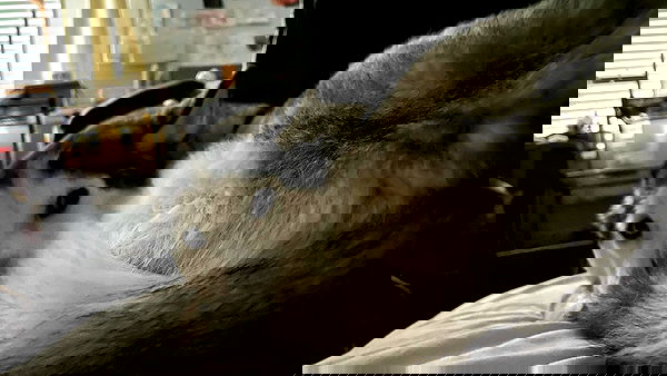 _animechika_ _animechika_ archive image