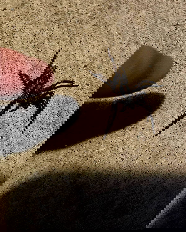 _animechika_ _animechika_ archive image