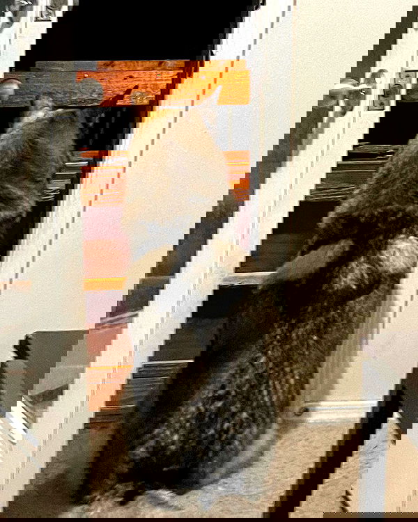 _animechika_ _animechika_ archive image