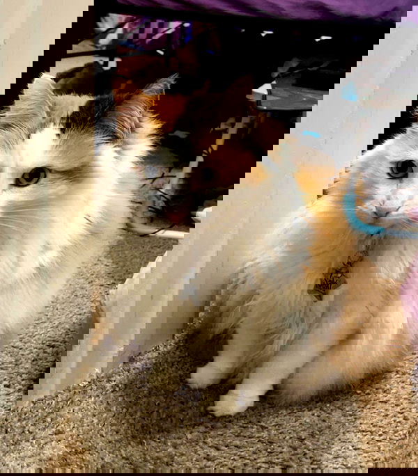 _animechika_ _animechika_ archive image