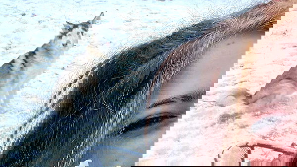 _animechika_ _animechika_ archive image