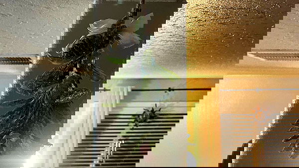 _animechika_ _animechika_ archive image