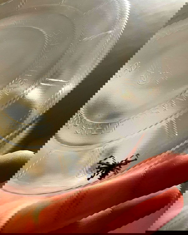 _animechika_ _animechika_ archive image