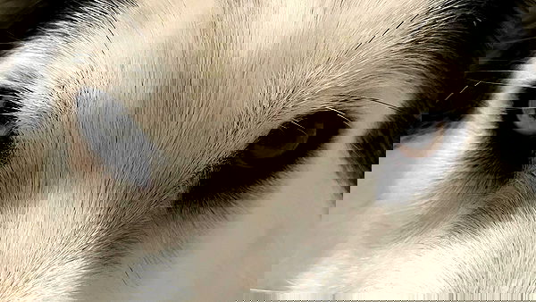 _animechika_ _animechika_ archive image