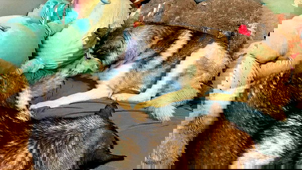 _animechika_ _animechika_ archive image