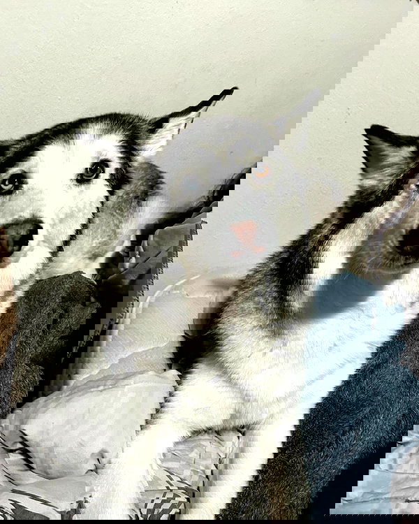 _animechika_ _animechika_ archive image