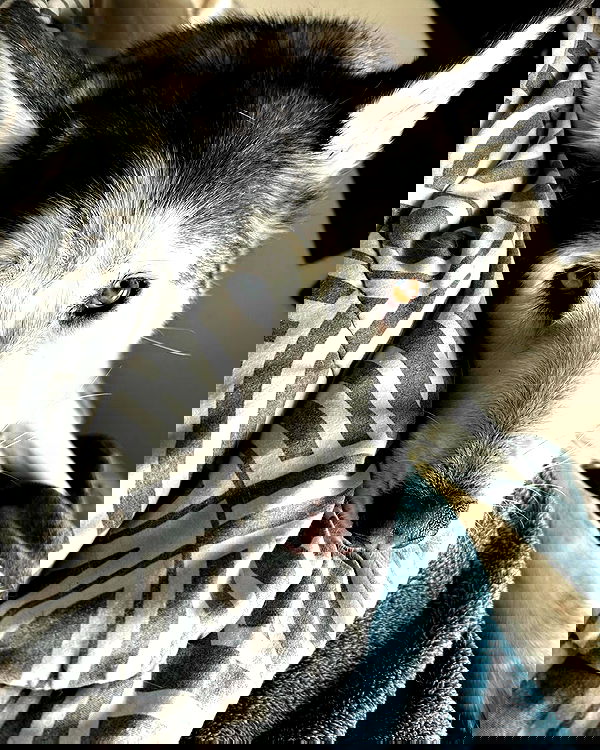 _animechika_ _animechika_ archive image