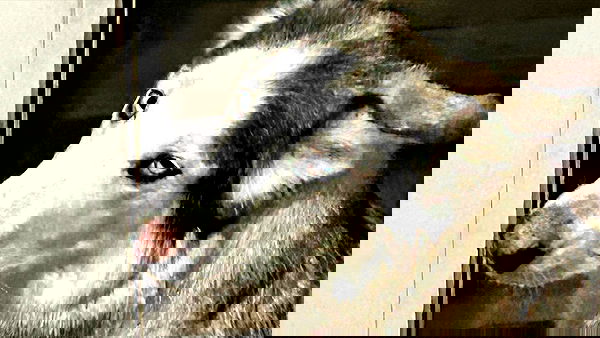 _animechika_ _animechika_ archive image