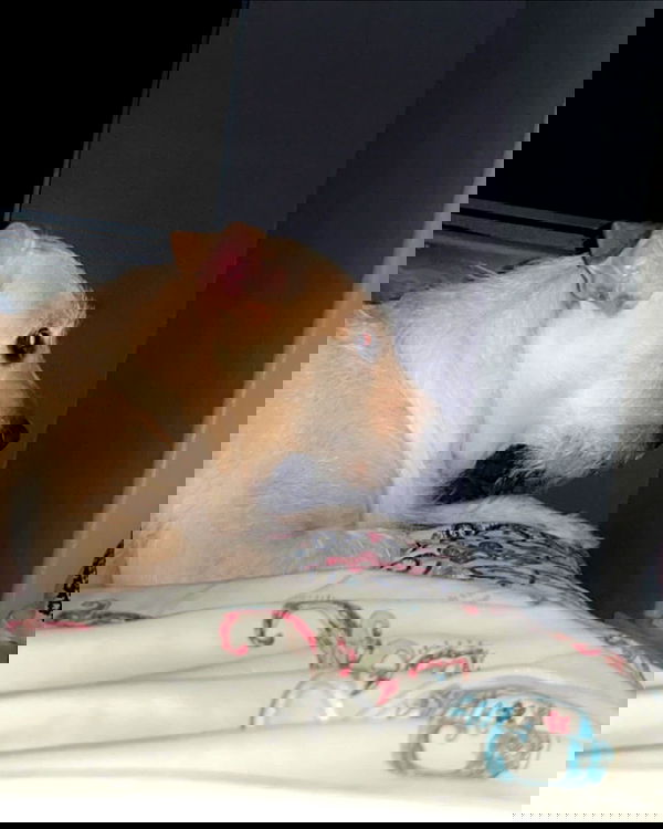 _animechika_ _animechika_ archive image