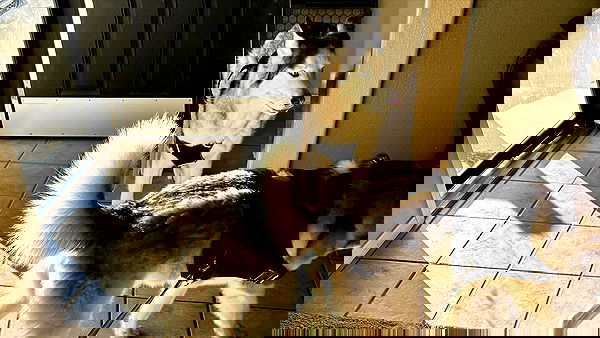 _animechika_ _animechika_ archive image