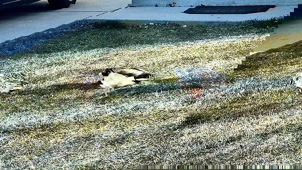 _animechika_ _animechika_ archive image