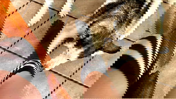 _animechika_ _animechika_ archive image