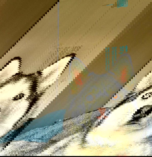 _animechika_ _animechika_ archive image